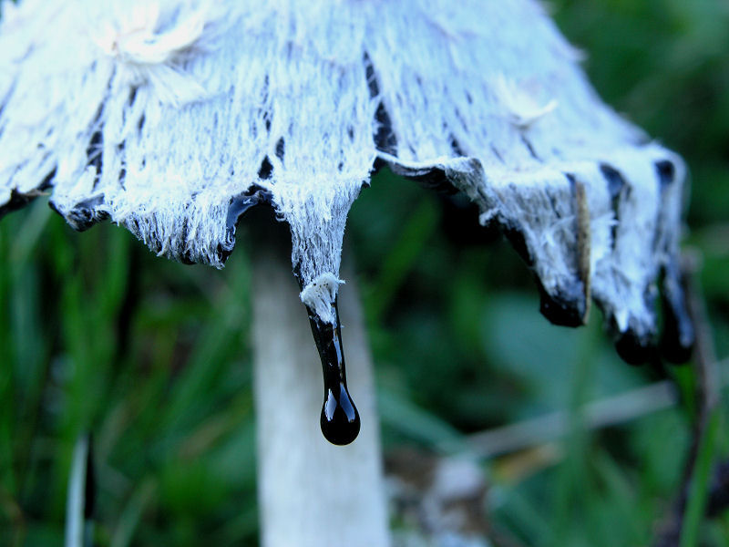 Il fungo dell''inchiostro